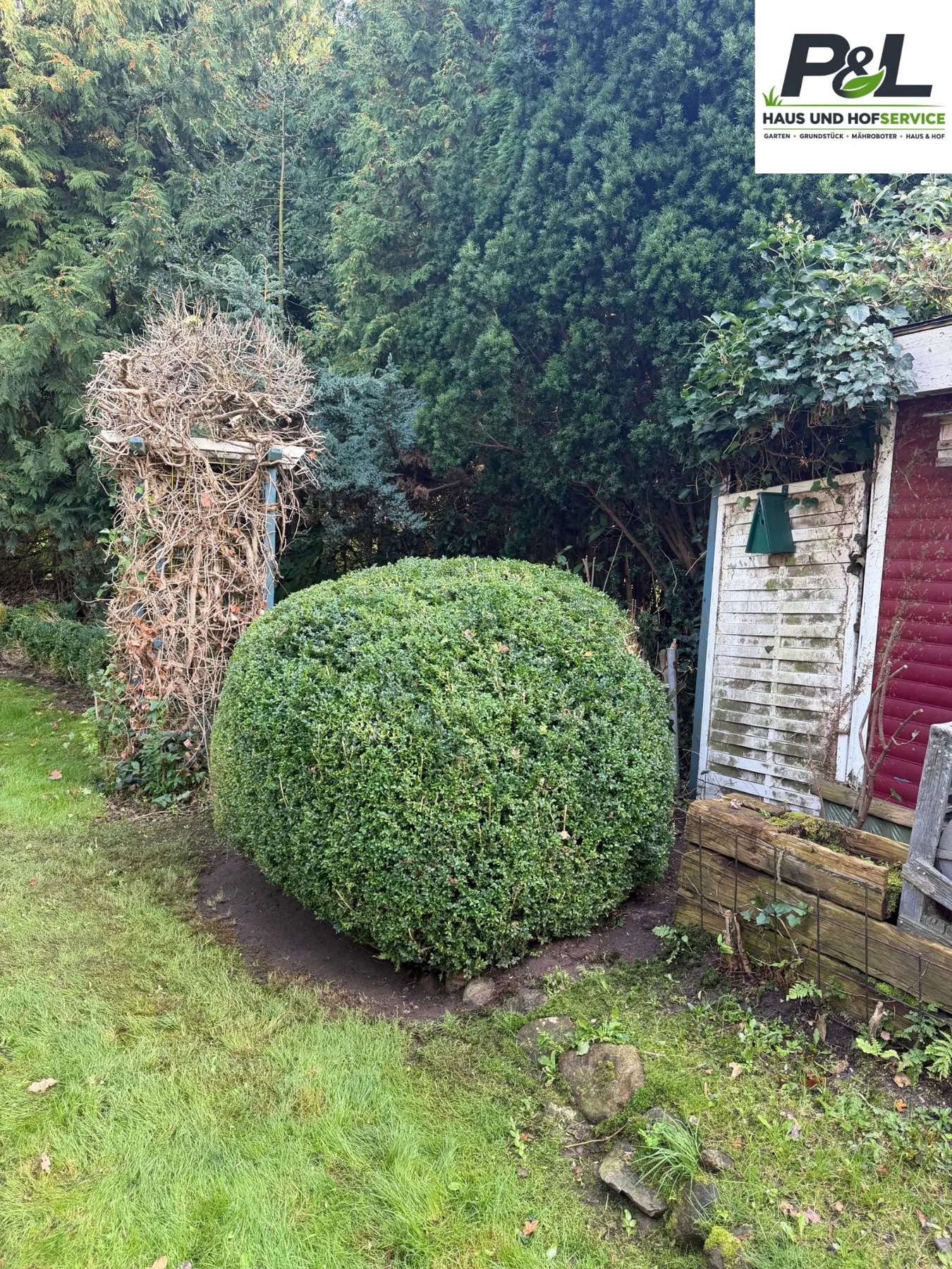 Buchsbaum nachher